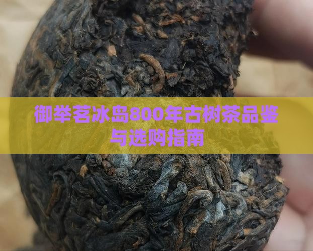 御举茗冰岛800年古树茶品鉴与选购指南