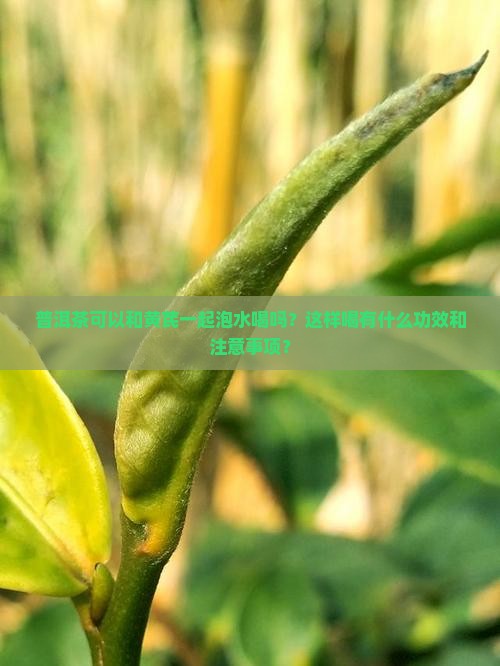 普洱茶可以和黄芪一起泡水喝吗？这样喝有什么功效和注意事项？