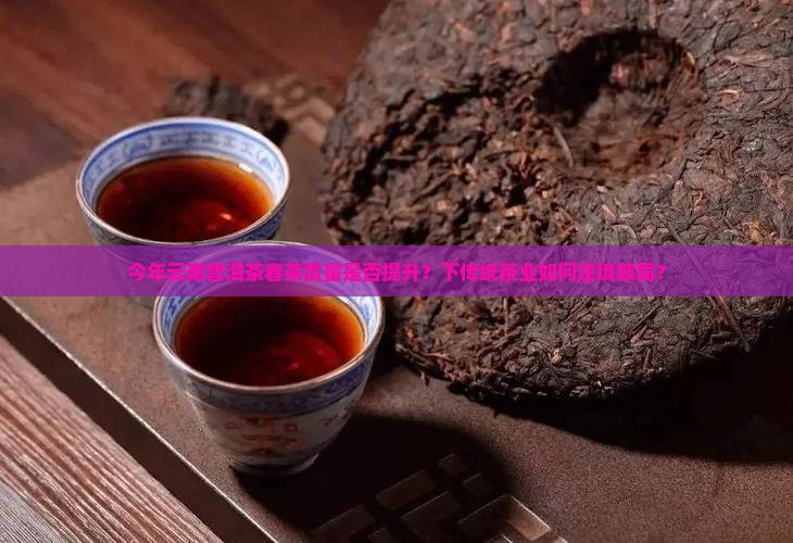今年云南普洱茶春茶质量是否提升？下传统茶业如何逆境破局？