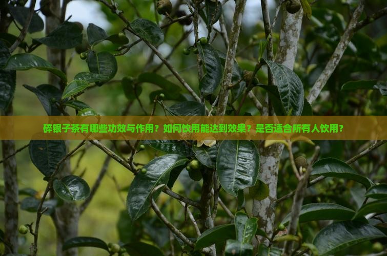 碎银子茶有哪些功效与作用？如何饮用能达到效果？是否适合所有人饮用？