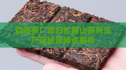 勐傣茶厂昔归忙麓山茶叶生产现状及特点解析