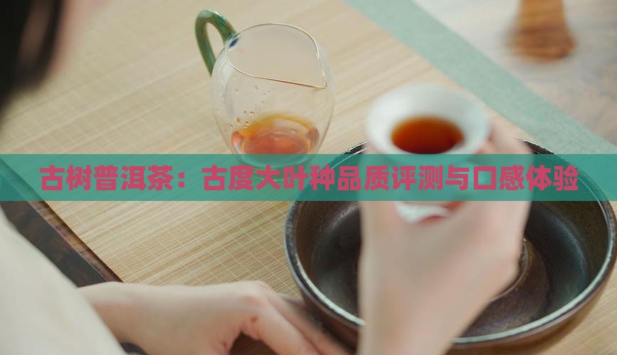 古树普洱茶：古度大叶种品质评测与口感体验