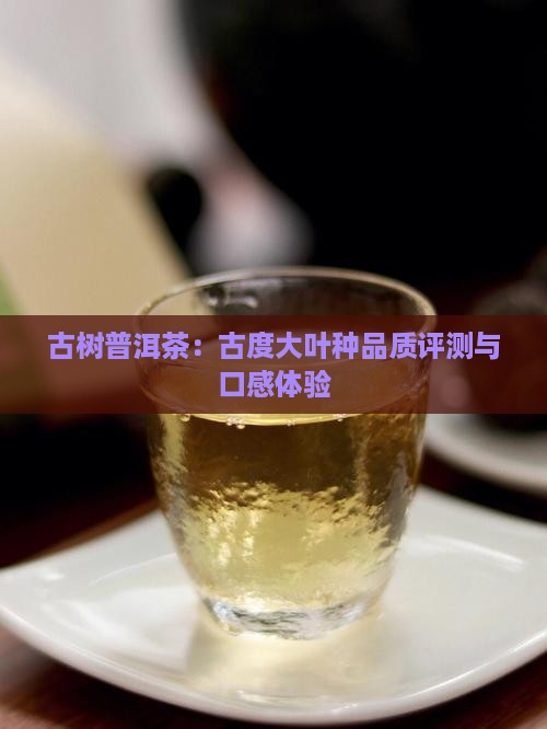 古树普洱茶：古度大叶种品质评测与口感体验