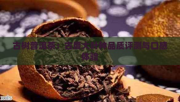 古树普洱茶：古度大叶种品质评测与口感体验