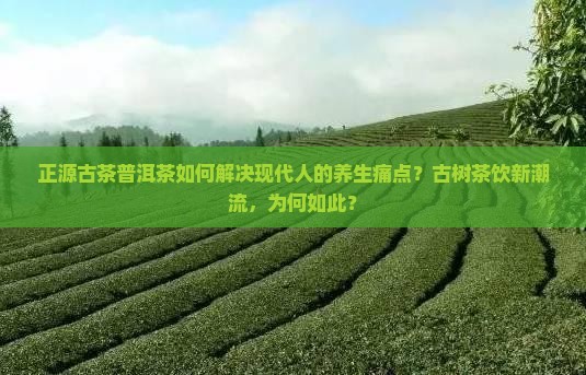 正源古茶普洱茶如何解决现代人的养生痛点？古树茶饮新潮流，为何如此？