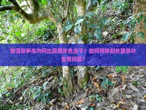 普洱茶笋壳为何出现黑灰色虫子？如何预防和处理茶叶虫害问题？