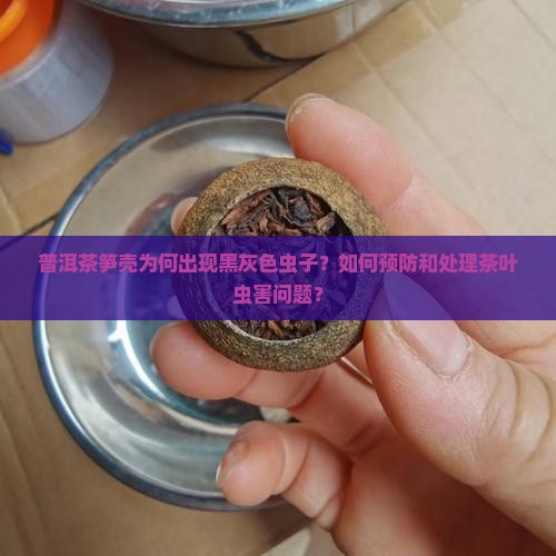 普洱茶笋壳为何出现黑灰色虫子？如何预防和处理茶叶虫害问题？