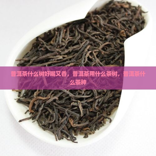普洱茶什么树好喝又香，普洱茶用什么茶树，普洱茶什么茶种