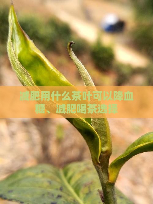 减肥用什么茶叶可以降血糖、减肥喝茶选择