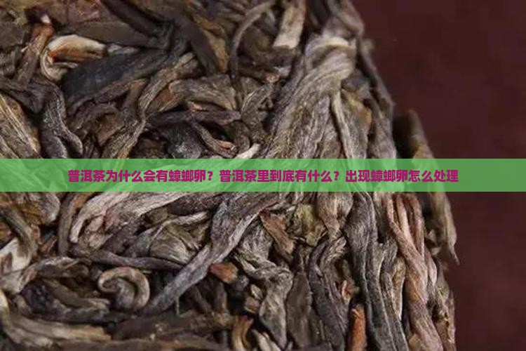 普洱茶为什么会有蟑螂卵？普洱茶里到底有什么？出现蟑螂卵怎么处理