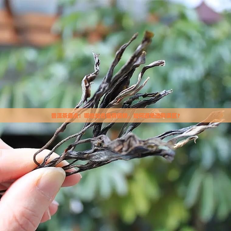 普洱茶盘点：哪些知名值得信赖，如何避免选购误区？