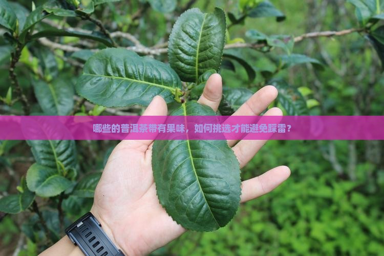 哪些的普洱茶带有果味，如何挑选才能避免踩雷？