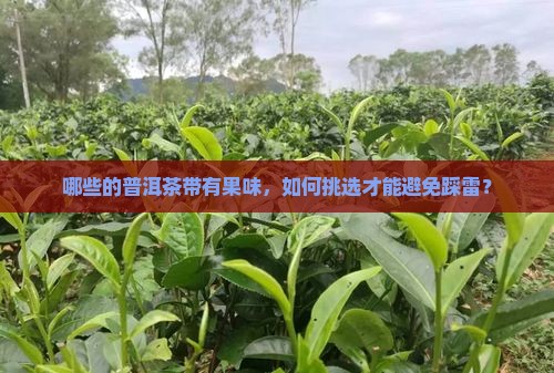 哪些的普洱茶带有果味，如何挑选才能避免踩雷？