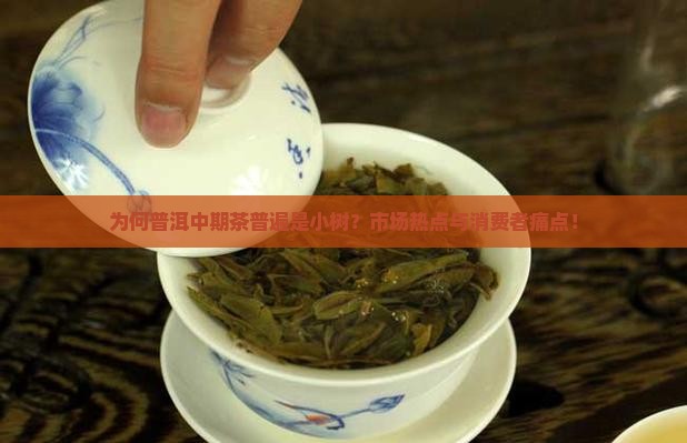为何普洱中期茶普遍是小树？市场热点与消费者痛点！
