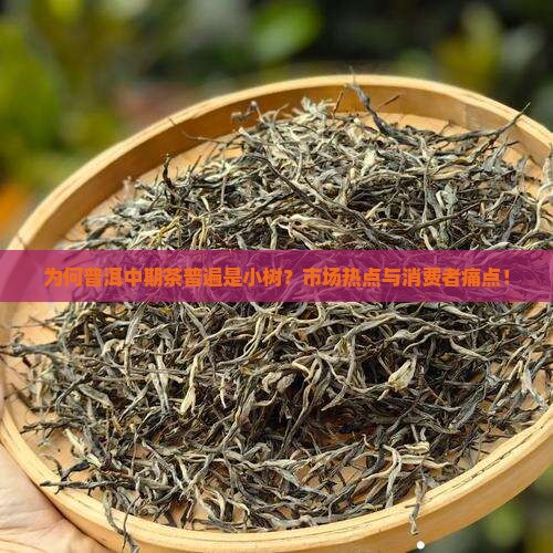 为何普洱中期茶普遍是小树？市场热点与消费者痛点！