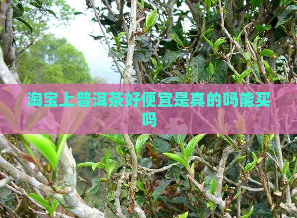 淘宝上普洱茶好便宜是真的吗能买吗