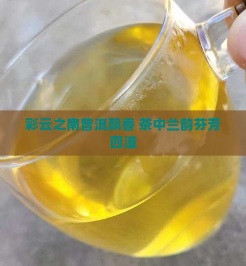 彩云之南普洱飘香 茶中兰韵芬芳四溢