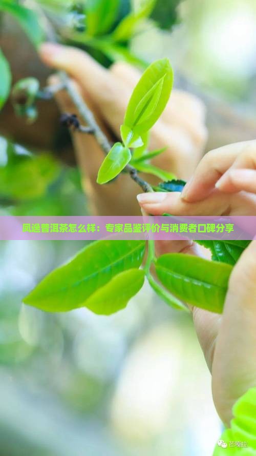 凤逸普洱茶怎么样：专家品鉴评价与消费者口碑分享