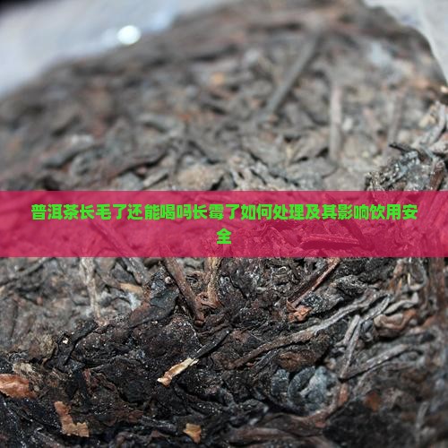 普洱茶长毛了还能喝吗长霉了如何处理及其影响饮用安全