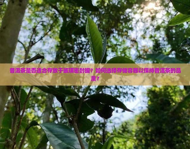 普洱茶是否适合存放于玻璃密封罐？如何选择存储容器以保持普洱茶的品质？