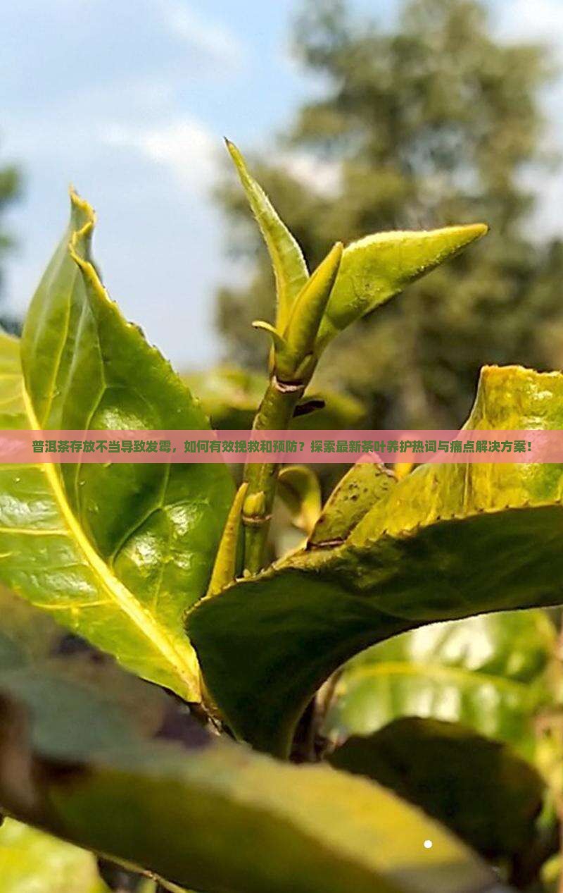 普洱茶存放不当导致发霉，如何有效挽救和预防？探索最新茶叶养护热词与痛点解决方案！
