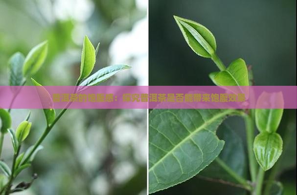普洱茶的饱腹感：探究普洱茶是否能带来饱腹效果