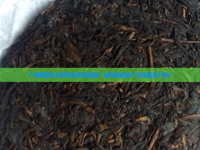 广州哪里可以买到优质普洱茶？如何挑选热门与高品质产品？
