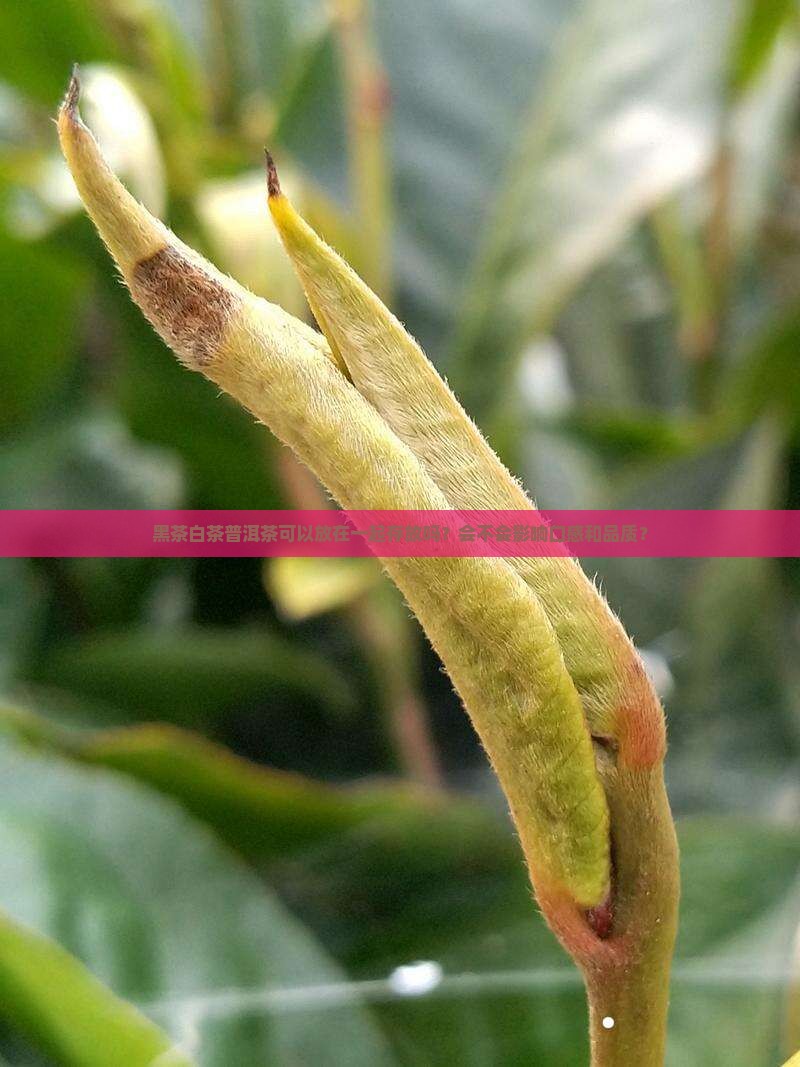 黑茶白茶普洱茶可以放在一起存放吗？会不会影响口感和品质？