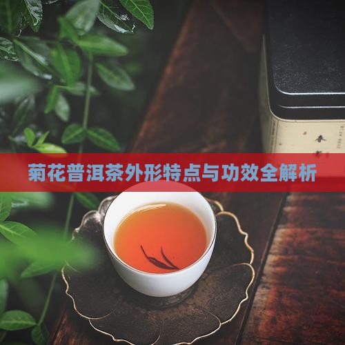 菊花普洱茶外形特点与功效全解析