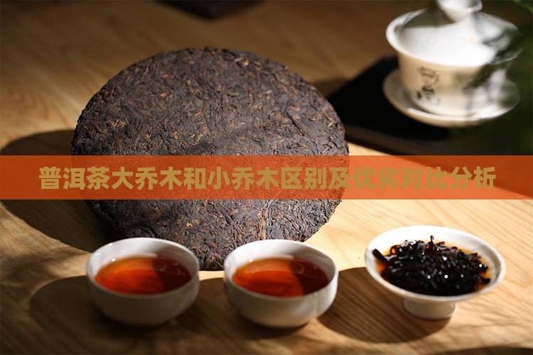 普洱茶大乔木和小乔木区别及优劣对比分析