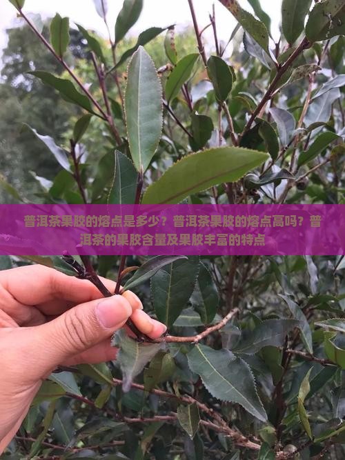 普洱茶果胶的熔点是多少？普洱茶果胶的熔点高吗？普洱茶的果胶含量及果胶丰富的特点