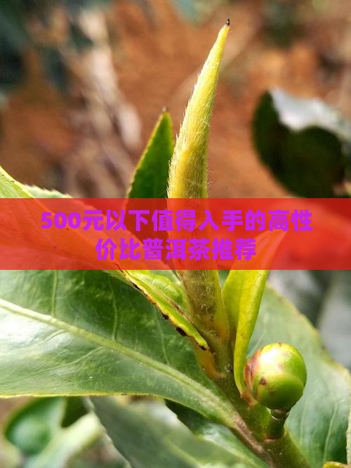 500元以下值得入手的高性价比普洱茶推荐