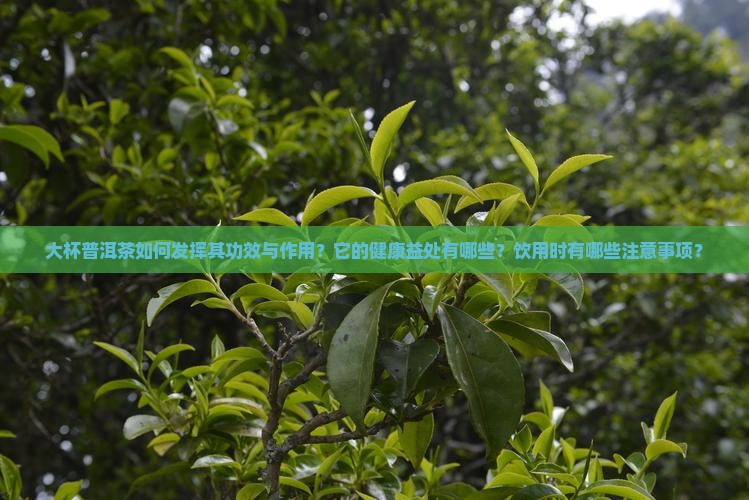 大杯普洱茶如何发挥其功效与作用？它的健康益处有哪些？饮用时有哪些注意事项？