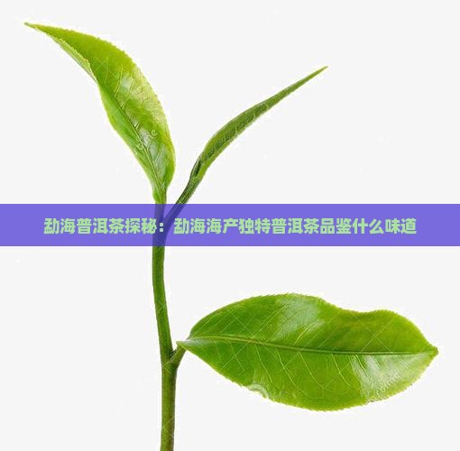 勐海普洱茶探秘：勐海海产独特普洱茶品鉴什么味道