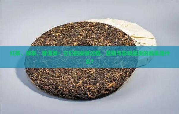 红茶、绿茶、普洱茶：它们的发酵过程、区别与影响品质的因素是什么？