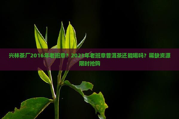 兴林茶厂2016年老班章？2023年老班章普洱茶还能喝吗？稀缺资源限时抢购