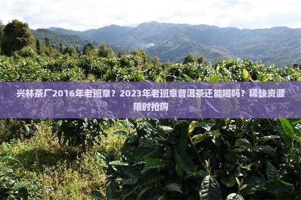 兴林茶厂2016年老班章？2023年老班章普洱茶还能喝吗？稀缺资源限时抢购