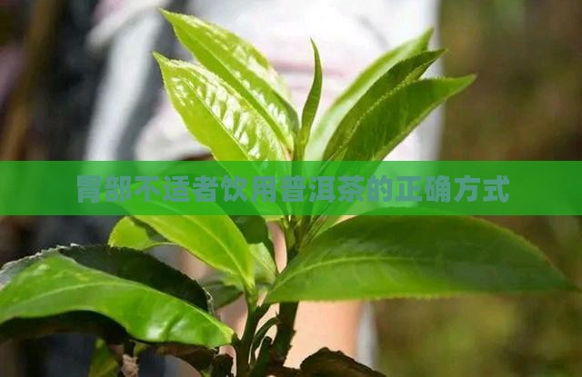 胃部不适者饮用普洱茶的正确方式