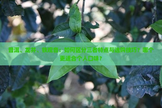 普洱、龙井、铁观音：如何区分三者特点与选购技巧？哪个更适合个人口味？