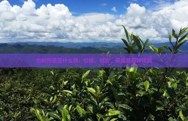 古树熟茶是什么茶：价格、档次、茶类及茶种详解