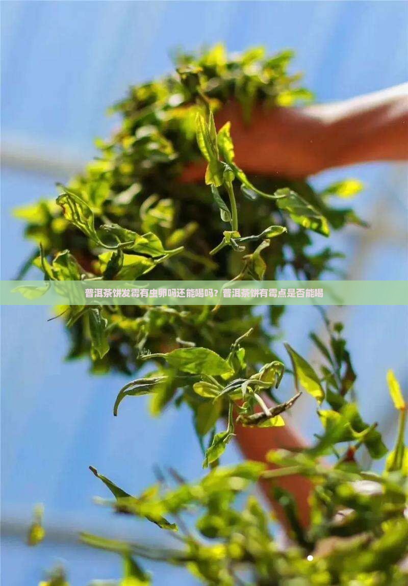 普洱茶饼发霉有虫卵吗还能喝吗？普洱茶饼有霉点是否能喝