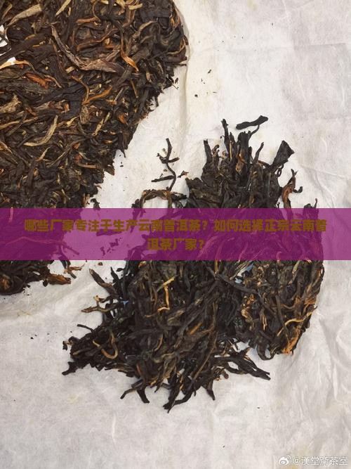 哪些厂家专注于生产云南普洱茶？如何选择正宗云南普洱茶厂家？