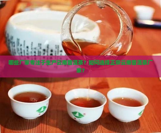 哪些厂家专注于生产云南普洱茶？如何选择正宗云南普洱茶厂家？