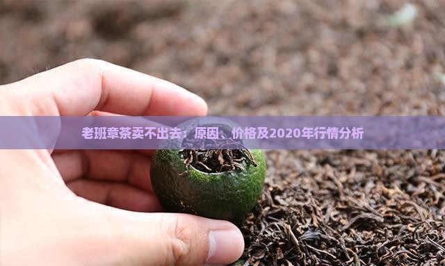 老班章茶卖不出去：原因、价格及2020年行情分析