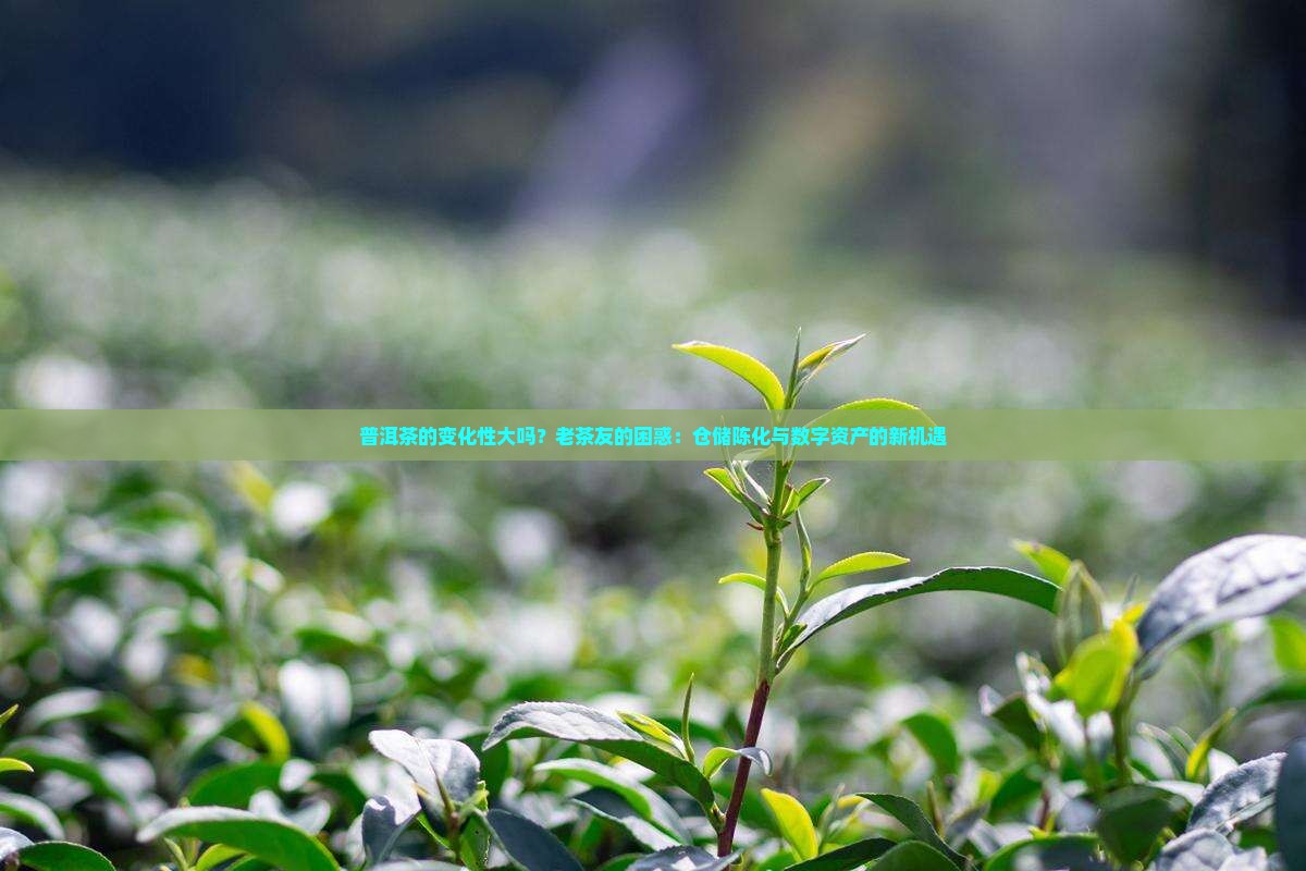 普洱茶的变化性大吗？老茶友的困惑：仓储陈化与数字资产的新机遇