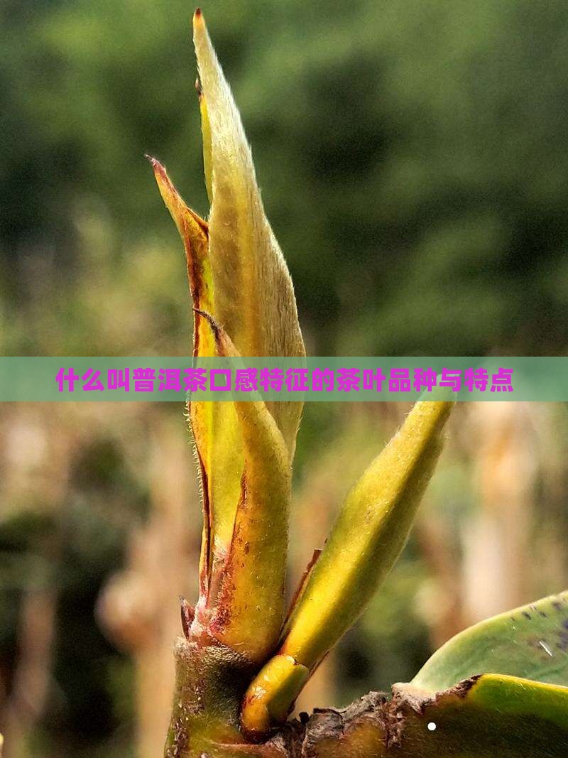 什么叫普洱茶口感特征的茶叶品种与特点