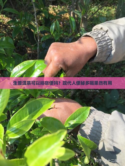 生普洱茶可以排宿便吗？现代人便秘多喝果然有用