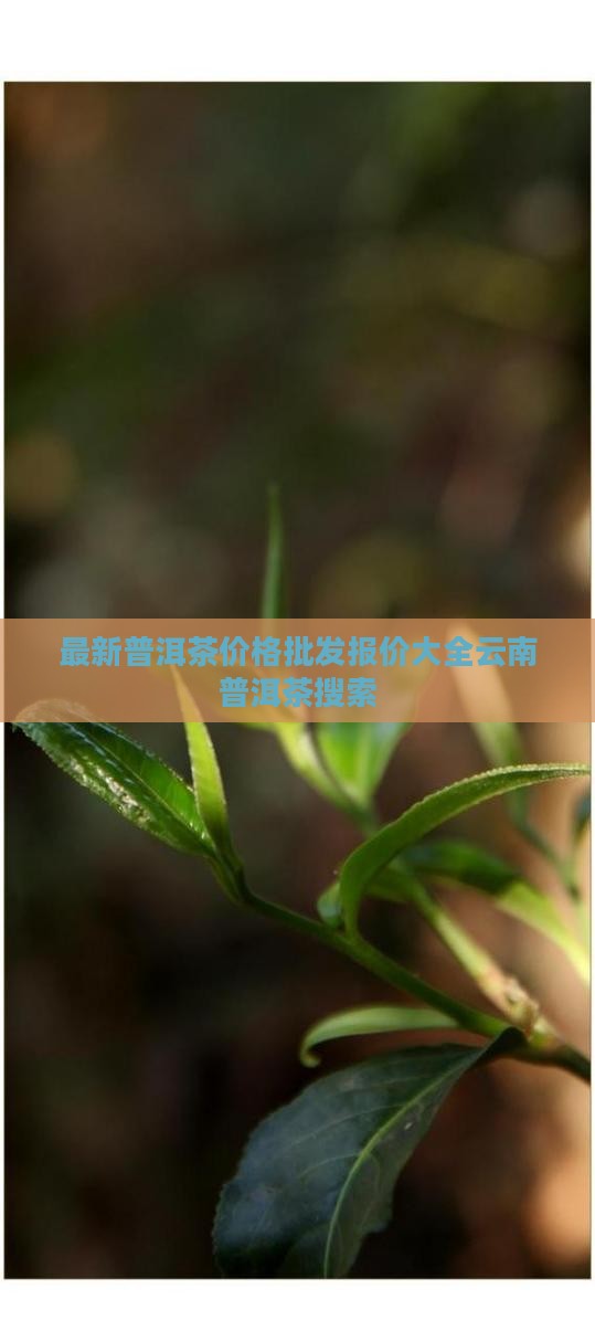 最新普洱茶价格批发报价大全云南普洱茶搜索