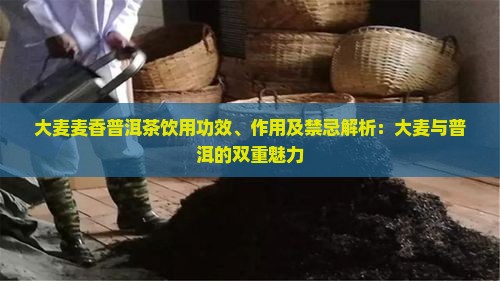 大麦麦香普洱茶饮用功效、作用及禁忌解析：大麦与普洱的双重魅力