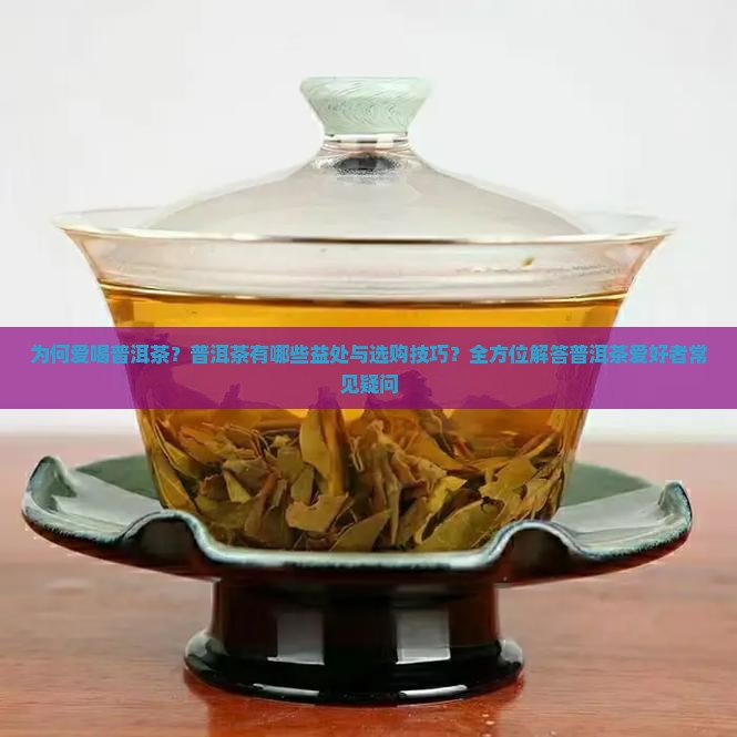 为何爱喝普洱茶？普洱茶有哪些益处与选购技巧？全方位解答普洱茶爱好者常见疑问